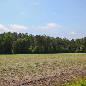 Photo of SOLD! 13 Acre Farm For Sale in Chowan County NC!