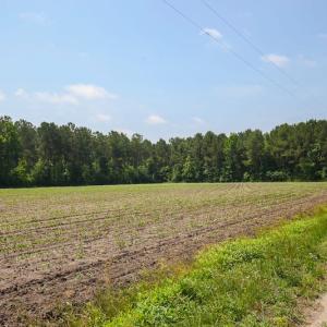 Photo of SOLD! 13 Acre Farm For Sale in Chowan County NC!