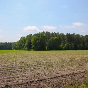 Photo of SOLD! 13 Acre Farm For Sale in Chowan County NC!