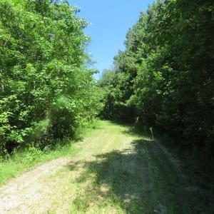 Photo of SOLD!!  460 Acres of Timber Land For Sale in Columbus County NC!