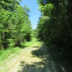 Photo of SOLD!!  460 Acres of Timber Land For Sale in Columbus County NC!
