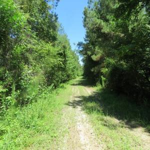 Photo of SOLD!!  460 Acres of Timber Land For Sale in Columbus County NC!