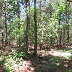 Photo of SOLD!!  460 Acres of Timber Land For Sale in Columbus County NC!