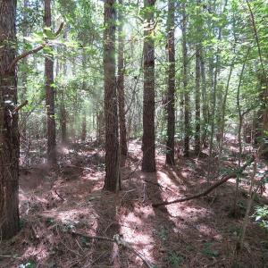 Photo of SOLD!!  460 Acres of Timber Land For Sale in Columbus County NC!