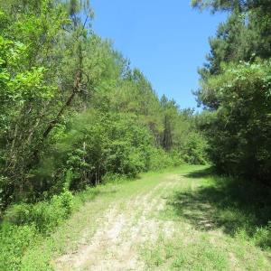 Photo of SOLD!!  460 Acres of Timber Land For Sale in Columbus County NC!
