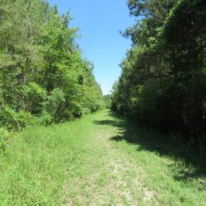 Photo of SOLD!!  460 Acres of Timber Land For Sale in Columbus County NC!