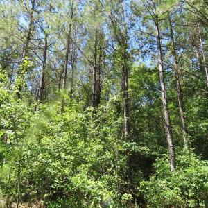 Photo of SOLD!!  460 Acres of Timber Land For Sale in Columbus County NC!