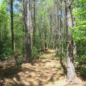 Photo of SOLD!!  460 Acres of Timber Land For Sale in Columbus County NC!