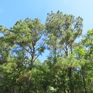 Photo of SOLD!!  460 Acres of Timber Land For Sale in Columbus County NC!