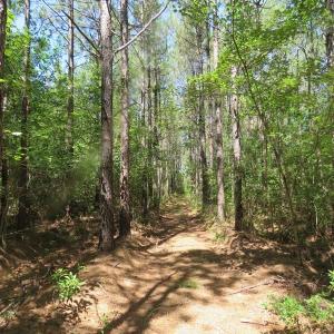 Photo of SOLD!!  460 Acres of Timber Land For Sale in Columbus County NC!