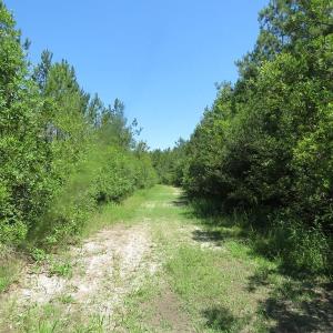Photo of SOLD!!  460 Acres of Timber Land For Sale in Columbus County NC!