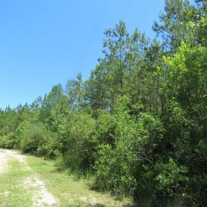 Photo of SOLD!!  460 Acres of Timber Land For Sale in Columbus County NC!