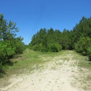 Photo of SOLD!!  460 Acres of Timber Land For Sale in Columbus County NC!