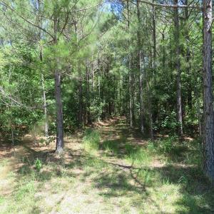 Photo of SOLD!!  460 Acres of Timber Land For Sale in Columbus County NC!