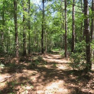 Photo of SOLD!!  460 Acres of Timber Land For Sale in Columbus County NC!