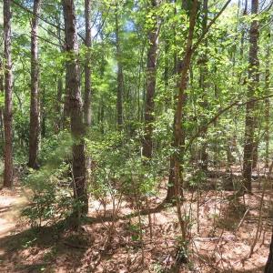 Photo of SOLD!!  460 Acres of Timber Land For Sale in Columbus County NC!
