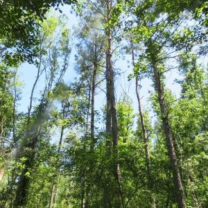 Photo of SOLD!!  460 Acres of Timber Land For Sale in Columbus County NC!