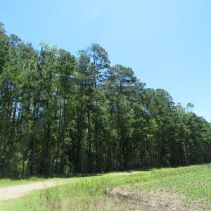 Photo of SOLD!!  460 Acres of Timber Land For Sale in Columbus County NC!