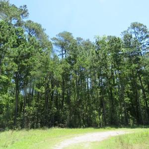 Photo of SOLD!!  460 Acres of Timber Land For Sale in Columbus County NC!