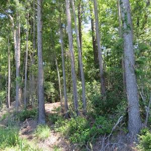 Photo of SOLD!!  460 Acres of Timber Land For Sale in Columbus County NC!