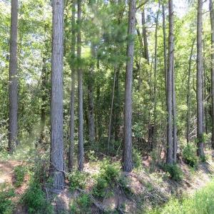 Photo of SOLD!!  460 Acres of Timber Land For Sale in Columbus County NC!