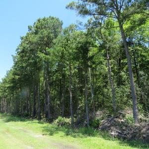 Photo of SOLD!!  460 Acres of Timber Land For Sale in Columbus County NC!