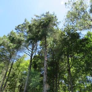 Photo of SOLD!!  460 Acres of Timber Land For Sale in Columbus County NC!