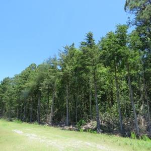 Photo of SOLD!!  460 Acres of Timber Land For Sale in Columbus County NC!