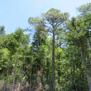 Photo of SOLD!!  460 Acres of Timber Land For Sale in Columbus County NC!
