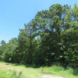 Photo of SOLD!!  460 Acres of Timber Land For Sale in Columbus County NC!