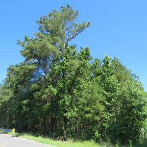 Photo of SOLD!!  460 Acres of Timber Land For Sale in Columbus County NC!
