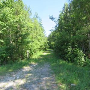 Photo of SOLD!!  460 Acres of Timber Land For Sale in Columbus County NC!