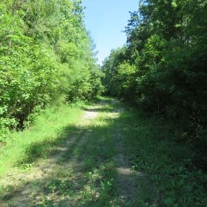 Photo of SOLD!!  460 Acres of Timber Land For Sale in Columbus County NC!