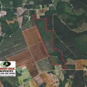 Photo of SOLD!!  460 Acres of Timber Land For Sale in Columbus County NC!
