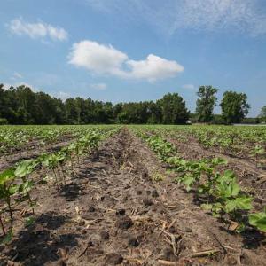 Photo of SOLD!! 39 Acres of Farm and Timber Land For Sale in Chowan County NC!