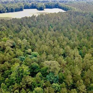 Photo of SOLD!! 39 Acres of Farm and Timber Land For Sale in Chowan County NC!