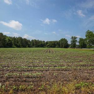 Photo of SOLD!! 39 Acres of Farm and Timber Land For Sale in Chowan County NC!