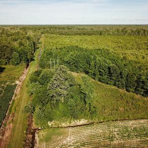 Photo of UNDER CONTRACT!  37 Acres of PRIME Bear Hunting Land For Sale in Tyrrell County NC!