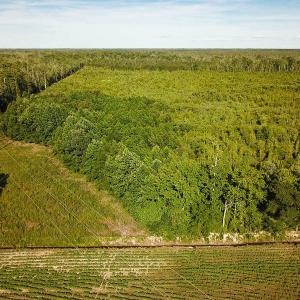 Photo of UNDER CONTRACT!  37 Acres of PRIME Bear Hunting Land For Sale in Tyrrell County NC!