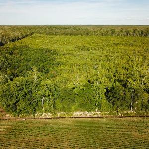 Photo of UNDER CONTRACT!  37 Acres of PRIME Bear Hunting Land For Sale in Tyrrell County NC!