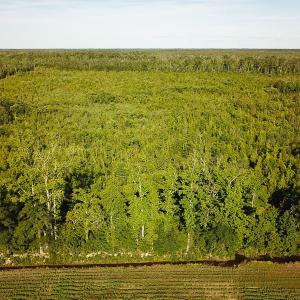 Photo of UNDER CONTRACT!  37 Acres of PRIME Bear Hunting Land For Sale in Tyrrell County NC!