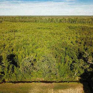 Photo of UNDER CONTRACT!  37 Acres of PRIME Bear Hunting Land For Sale in Tyrrell County NC!