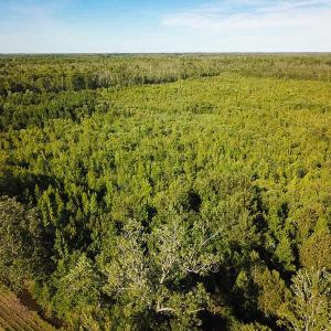 Photo of UNDER CONTRACT!  37 Acres of PRIME Bear Hunting Land For Sale in Tyrrell County NC!