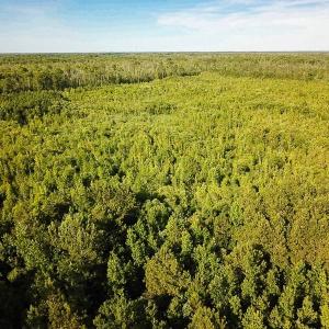 Photo of UNDER CONTRACT!  37 Acres of PRIME Bear Hunting Land For Sale in Tyrrell County NC!