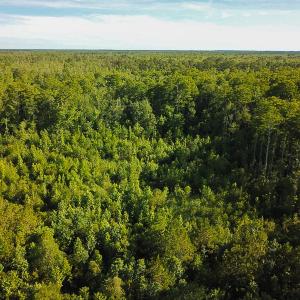 Photo of UNDER CONTRACT!  37 Acres of PRIME Bear Hunting Land For Sale in Tyrrell County NC!