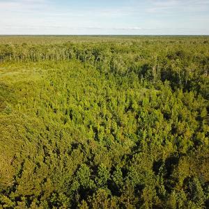 Photo of UNDER CONTRACT!  37 Acres of PRIME Bear Hunting Land For Sale in Tyrrell County NC!