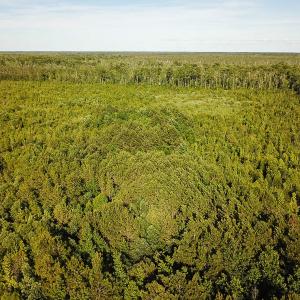 Photo of UNDER CONTRACT!  37 Acres of PRIME Bear Hunting Land For Sale in Tyrrell County NC!