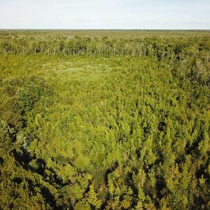 Photo of UNDER CONTRACT!  37 Acres of PRIME Bear Hunting Land For Sale in Tyrrell County NC!