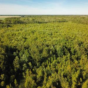 Photo of UNDER CONTRACT!  37 Acres of PRIME Bear Hunting Land For Sale in Tyrrell County NC!