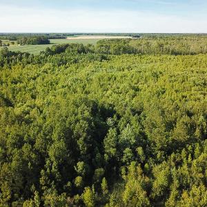 Photo of UNDER CONTRACT!  37 Acres of PRIME Bear Hunting Land For Sale in Tyrrell County NC!